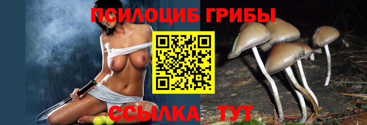 Псилоцибиновые грибы Psilocybe Белореченск